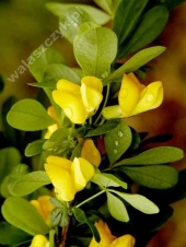 Caragana frutex 'Globosa' 